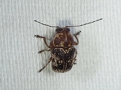 Pachybrachis turbidus