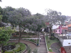 Jacaranda mimosifolia