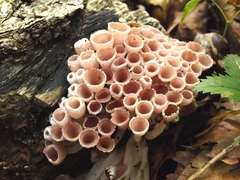 Microstoma aggregatum