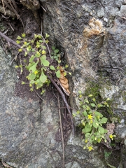 Sedum stellariifolium