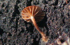 Phaeomarasmius