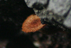 Phaeomarasmius