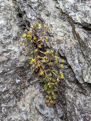 Sedum stellariifolium