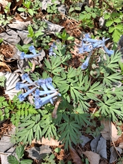 Corydalis turtschaninovii