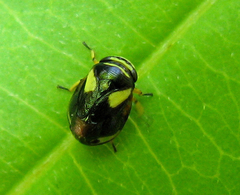 Clastoptera proteus