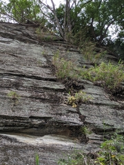 Dendrobium catenatum