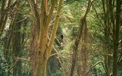 Colobus guereza matschiei