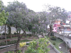 Jacaranda mimosifolia