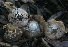 Inocybe brunnescens