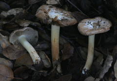 Inocybe brunnescens