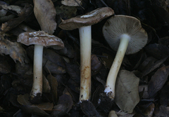 Inocybe brunnescens