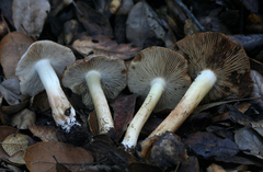 Inocybe brunnescens