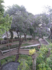 Jacaranda mimosifolia