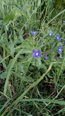 Anchusa azurea