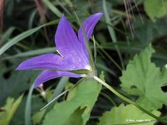 Campanula ramosissima