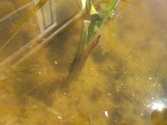 Ranatra quadridentata