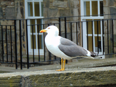 Larus