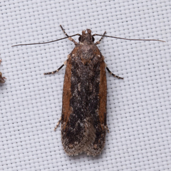 Filatima serotinella