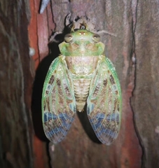 Platypleura kaempferi