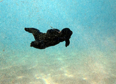 Tambja morosa