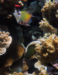 Chromis ovalis