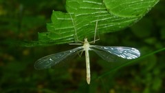 Hylobittacus apicalis