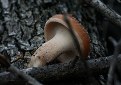 Polyporus decurrens
