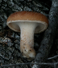 Polyporus decurrens