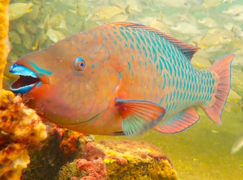 Rainbow Parrotfish