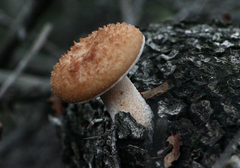 Polyporus decurrens