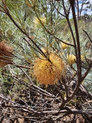 Banksia sphaerocarpa