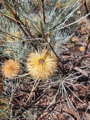 Banksia sphaerocarpa