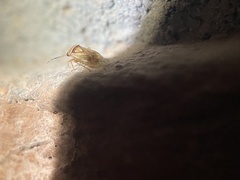 Tropidosteptes