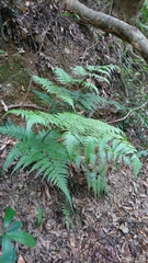 Diplazium taiwanense