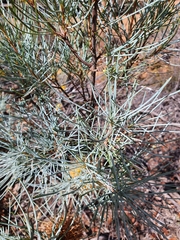 Banksia sphaerocarpa