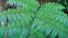 Diplazium taiwanense