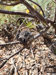 Banksia sphaerocarpa
