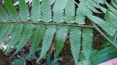 Diplazium taiwanense