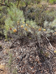 Banksia sphaerocarpa
