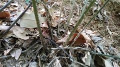 Diplazium taiwanense