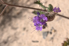 Phacelia crenulata crenulata