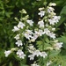 Foxglove Beardtongue - Photo (c) Rosemarie Nielsen, some rights reserved (CC BY-NC), uploaded by Rosemarie Nielsen