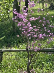 Rhododendron dilatatum dilatatum
