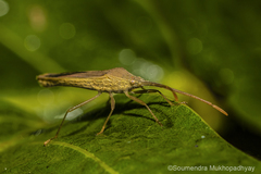 Heteroptera