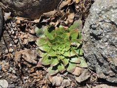 Micranthes rhomboidea