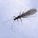 Glacier Snowfly - Photo (c) sydcannings, some rights reserved (CC BY-SA), uploaded by sydcannings