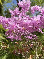 Rhododendron dilatatum dilatatum