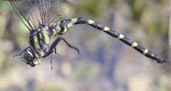 Cordulegaster picta