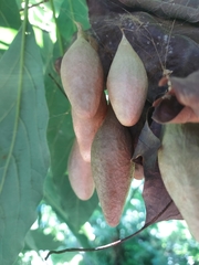 Ordgarius magnificus