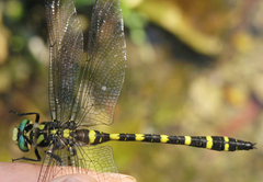 Cordulegaster picta
